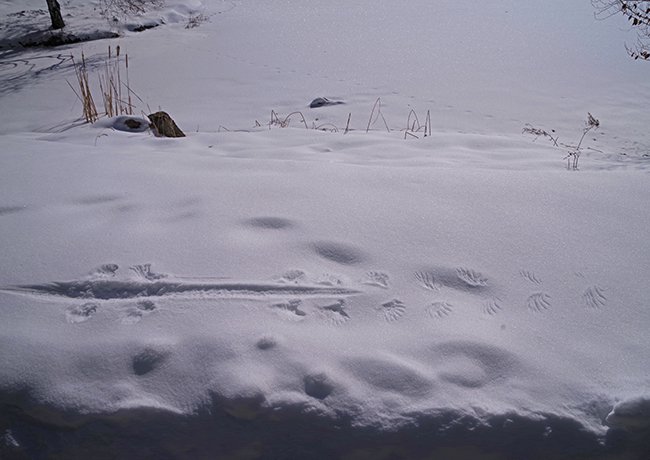 Bird-Snow-tracks-Winter-HMS23