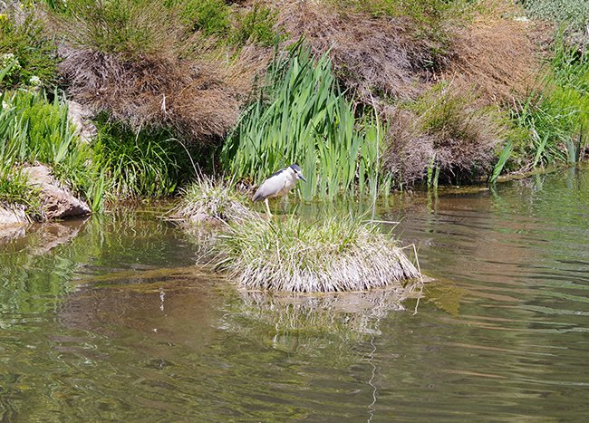 Black Capped Night Heron 1 JWB22