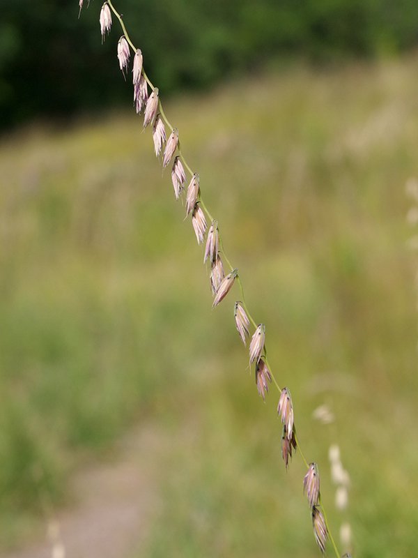 Bouteloua-curtipendula-Inflorescence-2-JWB21.JPG