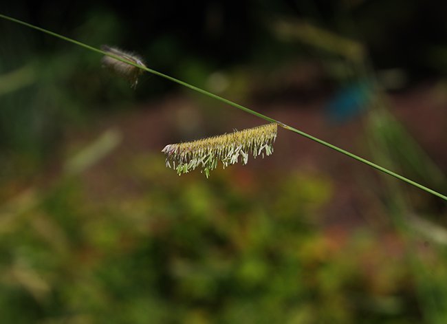 Bouteloua-gracilis-Flowers-Summer-HMS22