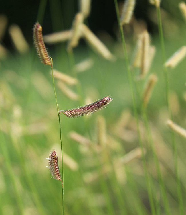 Bouteloua gracilis Flower 2 SQS13