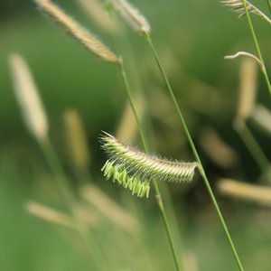 Blue Grama Grass Flower