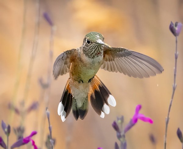 Broad tailed hummingbird in flight above pink penstemon flowers
