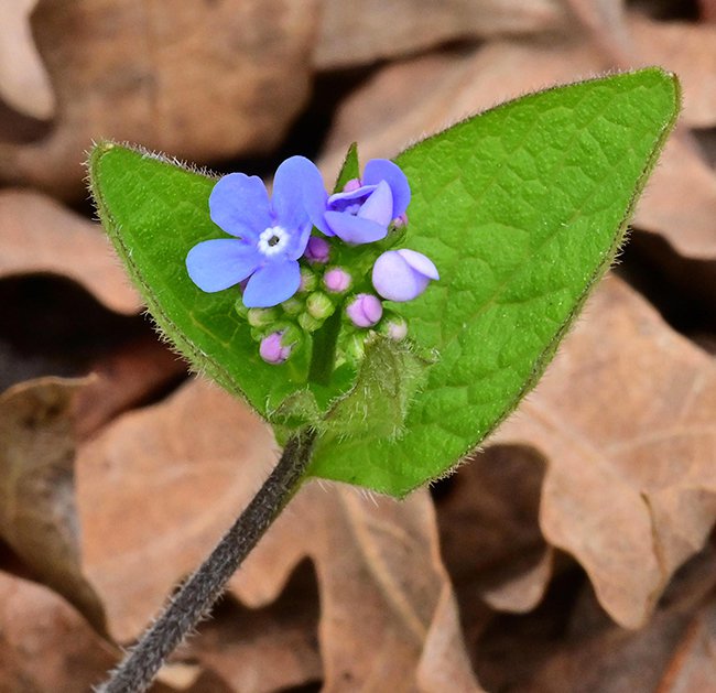 Brunnera-macrophylla-Flowers-2-GLE21.JPG