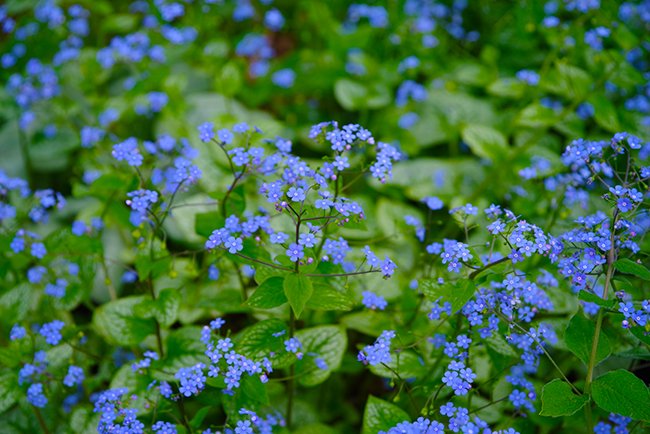Brunnera-macrophylla-&#x27;Looking-Glass&#x27;-Flower-Spring-1-HMS25