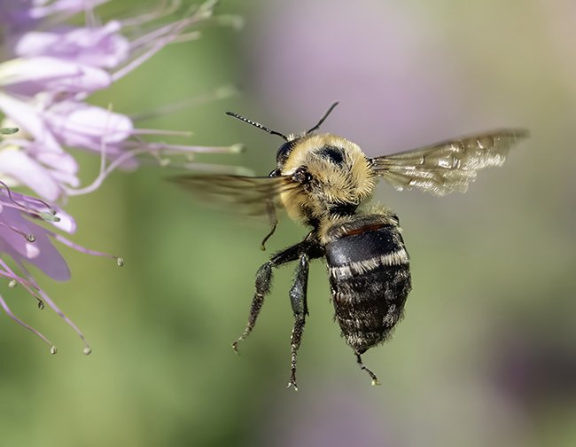 Bee