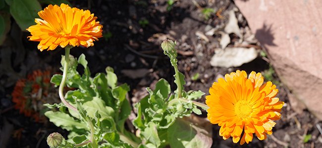 Calendula
