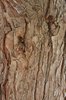 Calocedrus-decurrens-Bark-1-GLE20.JPG