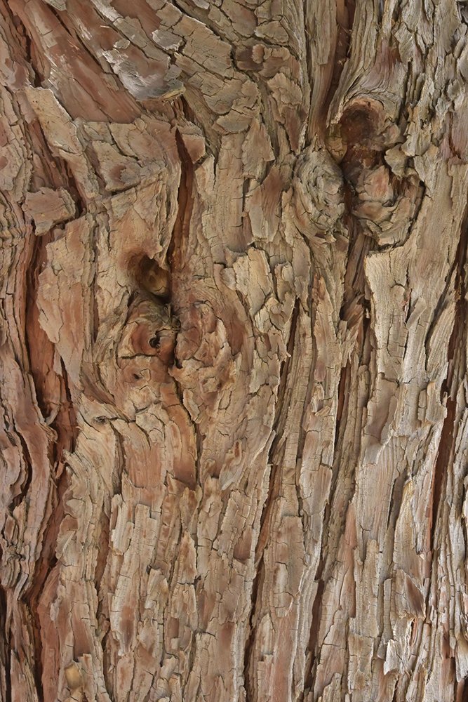 Calocedrus-decurrens-Bark-1-GLE20.JPG