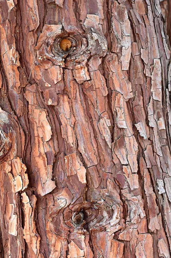 Calocedrus-decurrens-Bark-1-GLE22.JPG