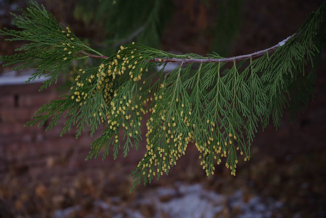 Calocedrus-decurrens-Cones-HMS22