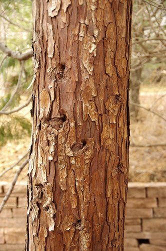 Calocedrus decurrens Bark 2 JWB17.JPG