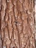 Calocedrus decurrens Bark EB12.JPG