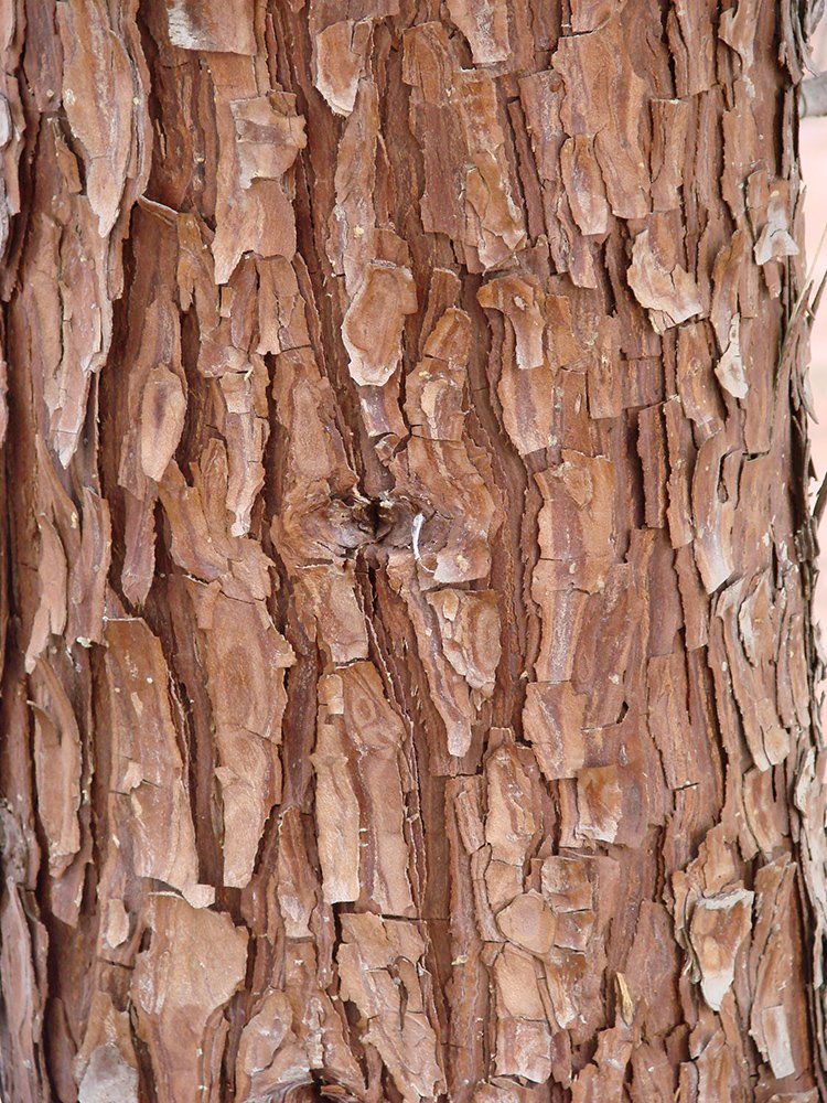 Calocedrus decurrens Bark EB12.JPG
