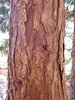 Calocedrus decurrens Bark HMS16.JPG