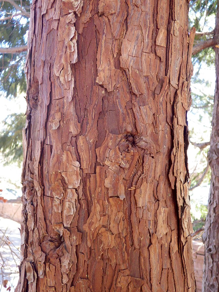 Calocedrus decurrens Bark HMS16.JPG