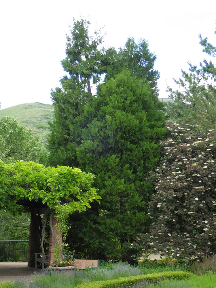 Calocedrus decurrens Habit JWB15.JPG