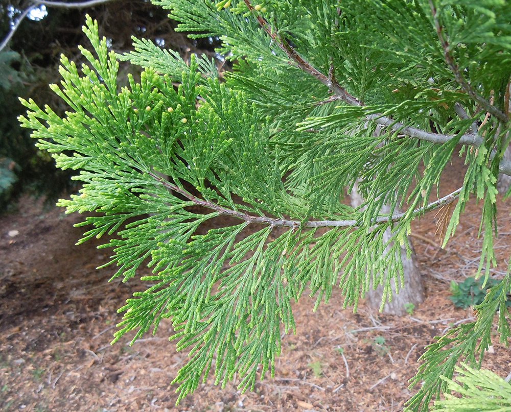 Calocedrus decurrens Leaves JWB12.JPG