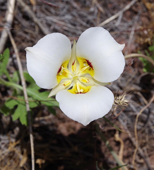 Calochortus-nuttallii-Flower-3-JWB22