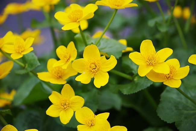 Caltha-palustris-Flower-Spring-HMS25