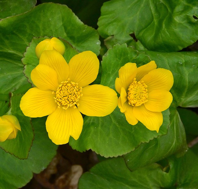 Caltha-palustris-Flowers-1-GLE21.JPG