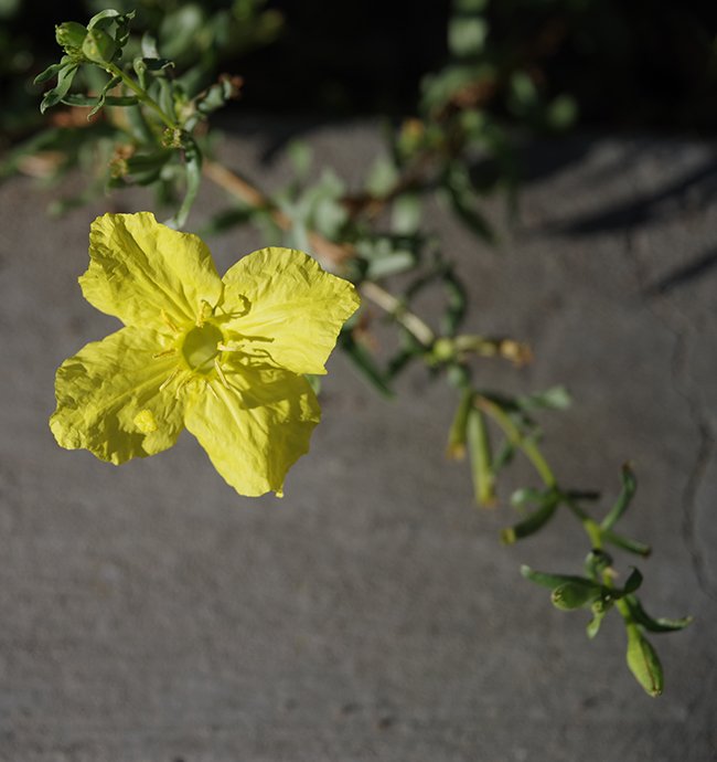 Calylophus-hartwegii-ssp.-fendleri-Flower-1-JWB23