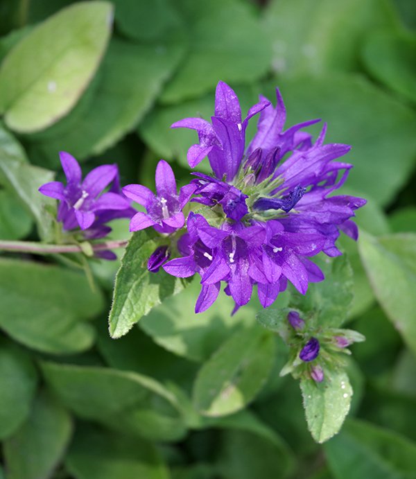 Campanula-glomerata-&#x27;Superba&#x27;-Flowers-1-JWB24