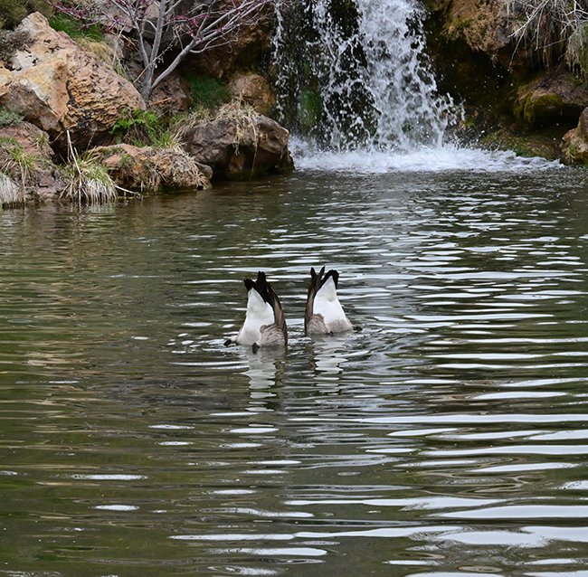 Canada-Goose-Butts-1-GLE21.JPG