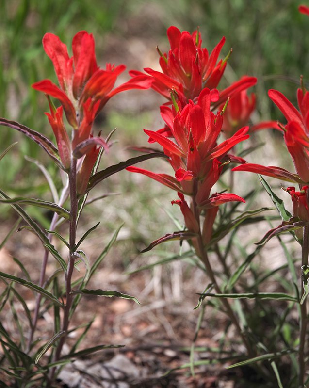 Castilleja-integra-Flowers-1-JWB23