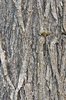 Catalpa-speciosa-Bark-1-GLE20.JPG
