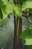 Catalpa-speciosa-Fruit-1-JMH21.JPG