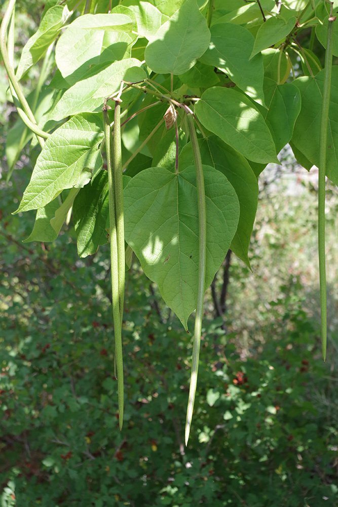 Catalpa speciosa Fruits 1 JWB18.JPG
