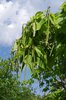 Catalpa speciosa Fruits 2 JWB18.JPG