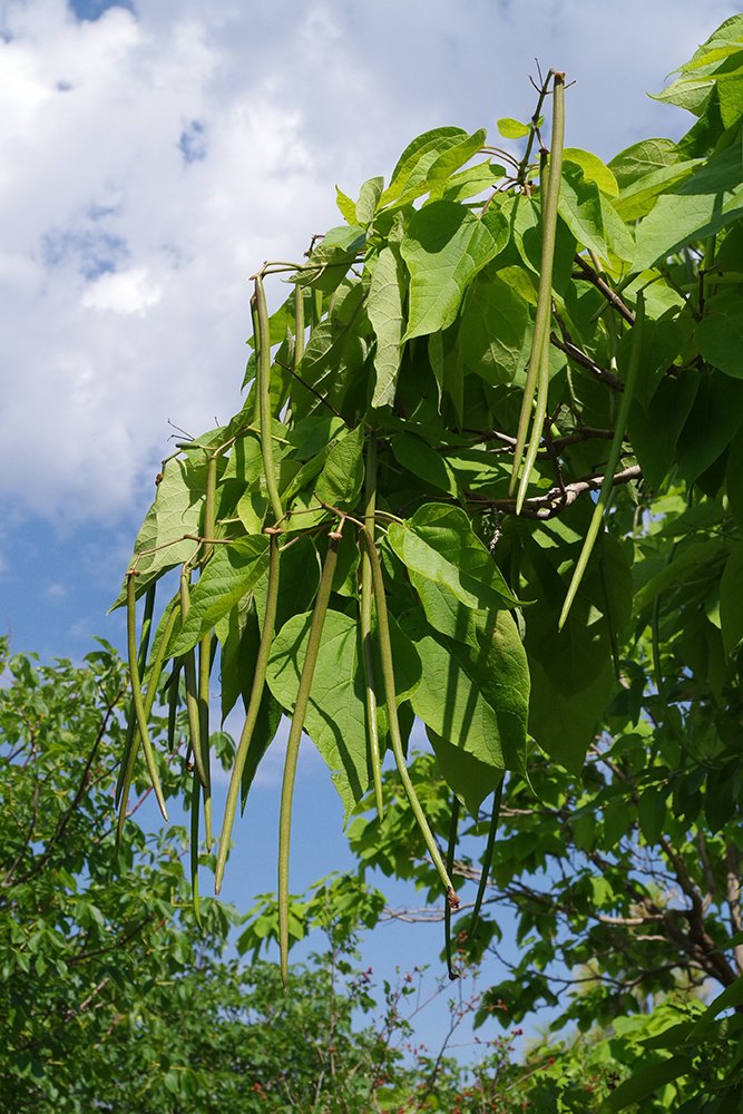 Catalpa speciosa Fruits 2 JWB18.JPG
