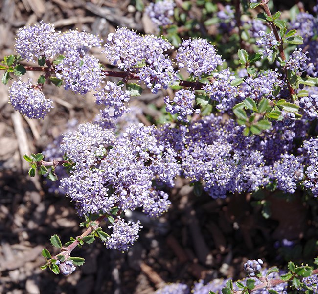 Ceanothus-gloriosus-porrectus-Flowers-2-JWB22