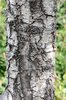Cedrus-atlantica-'Glauca'-Bark-1-GLE20.JPG