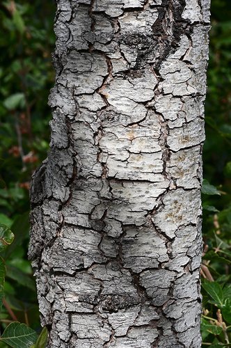 Cedrus-atlantica-'Glauca'-Bark-2-GLE22.JPG