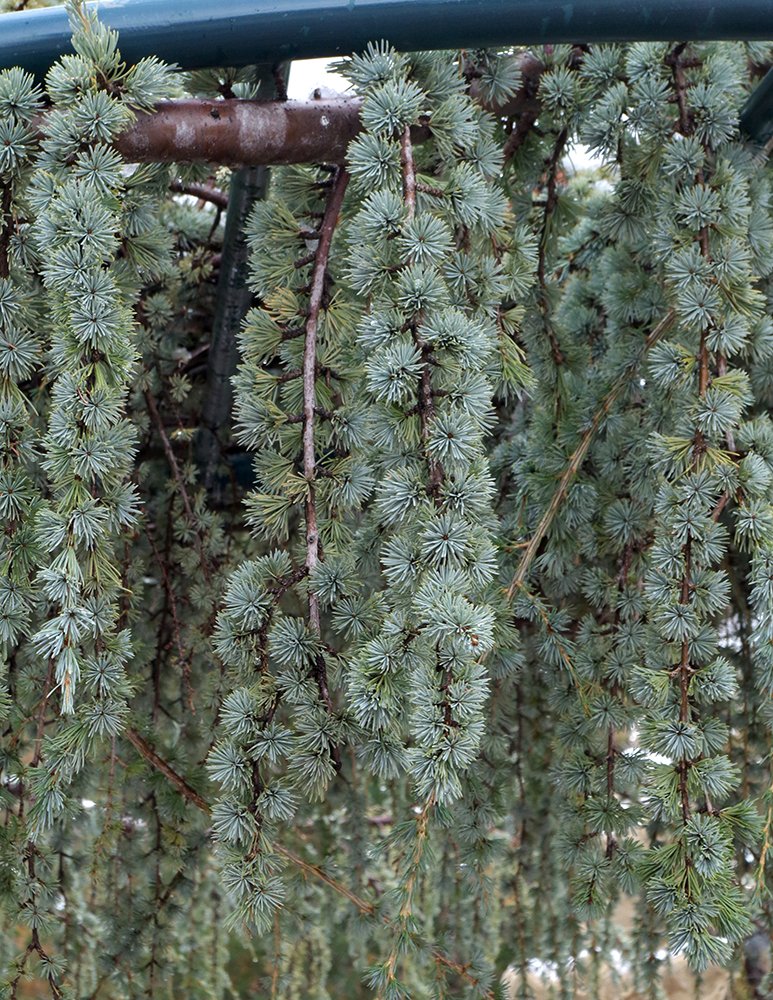 Cedrus-atlantica-Glauca-Pendula-Leaves-Needles-1-JWB19.JPG