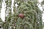 Cedrus-atlantica-Glauca-Pendula-Leaves-and-Cones-1-JWB19.JPG