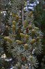 Cedrus-atlantica-'Glauca-Pendula'-Needles-and-Cones-1-GLE22.JPG