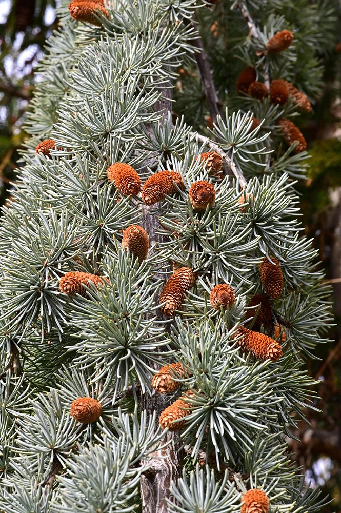 Cedrus-atlantica-'Glauca-Pendula'-Staminate-Cones- and-Needles-1-GLE22.JPG