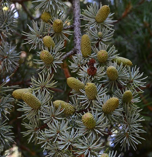 Cedrus-atlantica-&#x27;Pendula&#x27;-Needles-and-Cones-1-GLE22