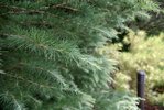 Cedrus-deodara-'Cream-Puff'-Needles-Fall-1-HMS18.JPG