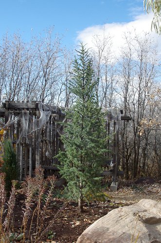 Cedrus atlantica 'Fastigiata' Habit 1st Year JWB13.JPG