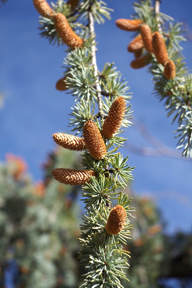 Cedrus atlantica 'Glauca Pendula' Cones 1 LEG17.JPG