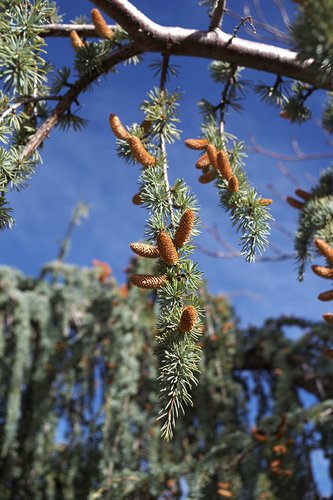 Cedrus atlantica 'Glauca Pendula' Cones 2 LEG17.JPG