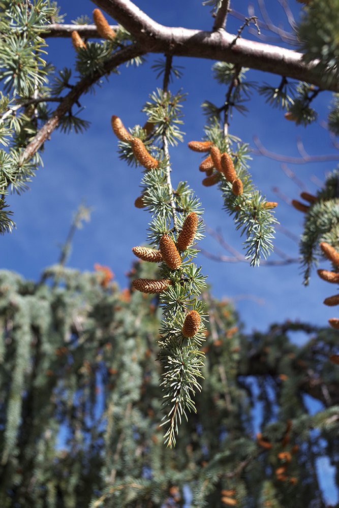 Cedrus atlantica 'Glauca Pendula' Cones 2 LEG17.JPG