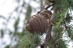Cedrus atlantica 'Glauca Pendula' Female Cone Side JWB14.JPG