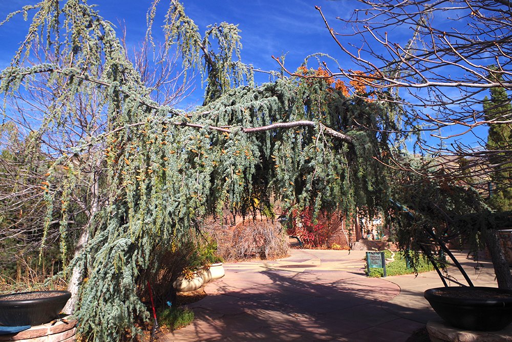 Cedrus atlantica 'Glauca Pendula' Habit LEG17.JPG