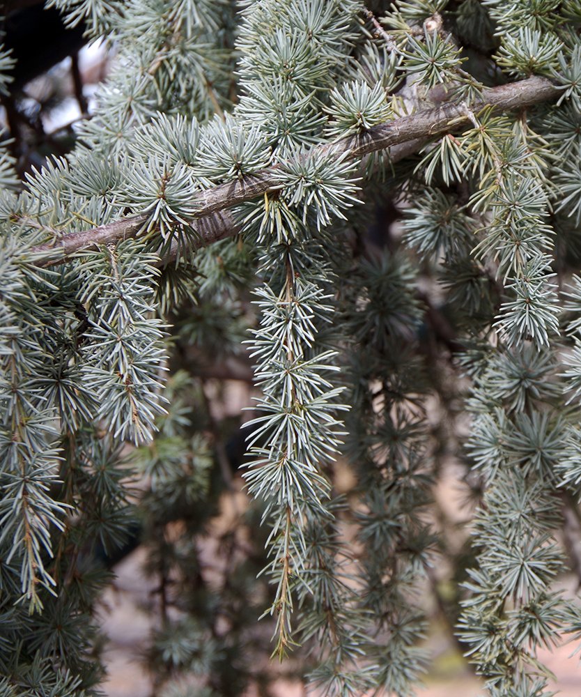 Cedrus atlantica 'Glauca Pendula' Needles 2 JMH17.JPG